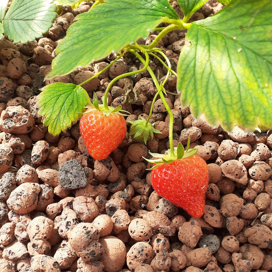 Erdbeeren in der Aquaponik